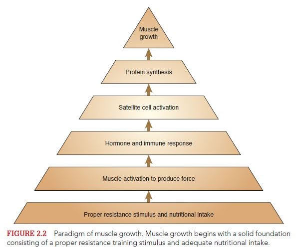 Muscle building principles